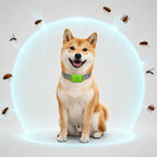 Tapa Tag™ 12 Months Flea and Tick Free